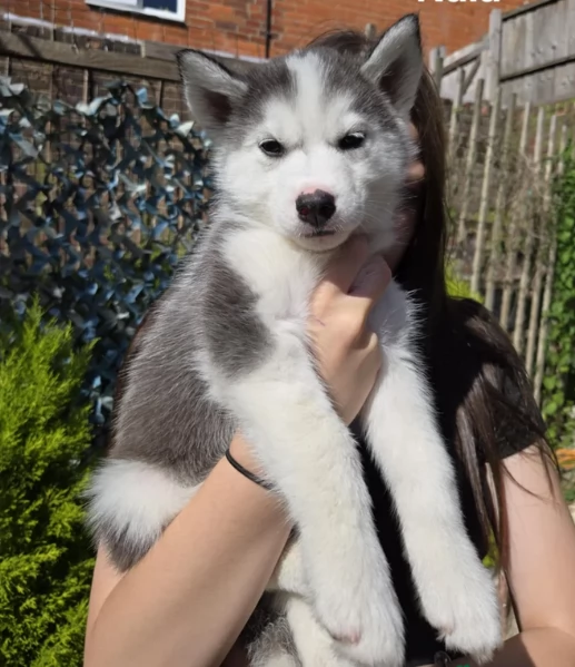 Razza Siberian Husky cuccioli per adozione | Foto 5