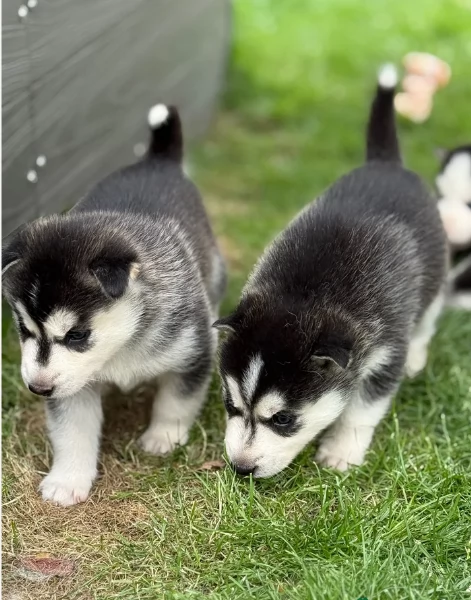 Razza Siberian Husky cuccioli per adozione | Foto 4