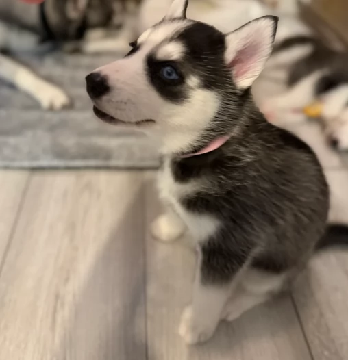 Razza Siberian Husky cuccioli per adozione | Foto 4