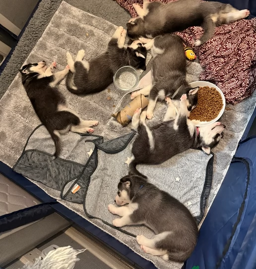 Razza Siberian Husky cuccioli per adozione | Foto 2