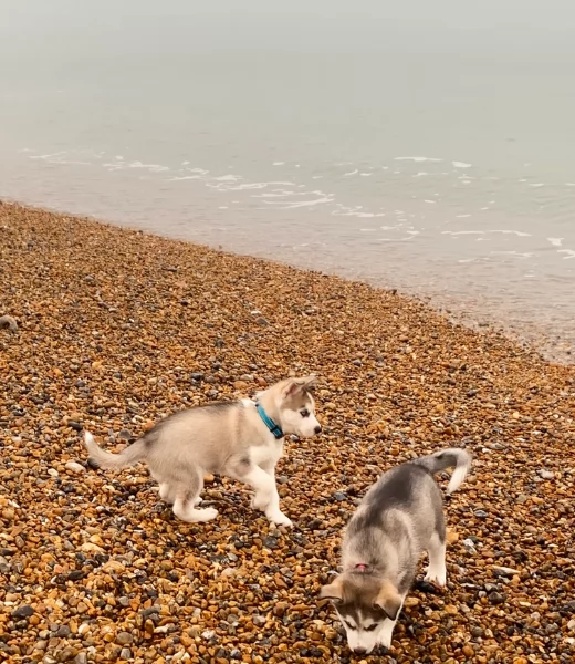 Razza Siberian Husky cuccioli per adozione | Foto 5