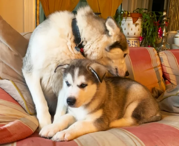 Razza Siberian Husky cuccioli per adozione | Foto 1
