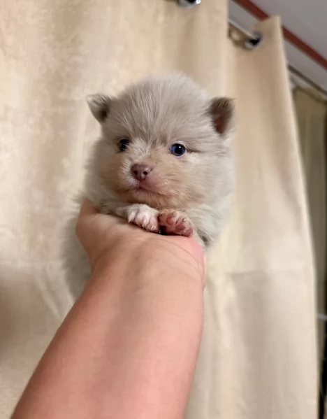 l'apice del tipo Pomerania Teddy Bear per adozione