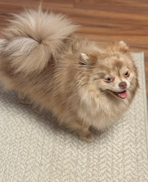 l'apice del tipo Pomerania Teddy Bear per adozione | Foto 2