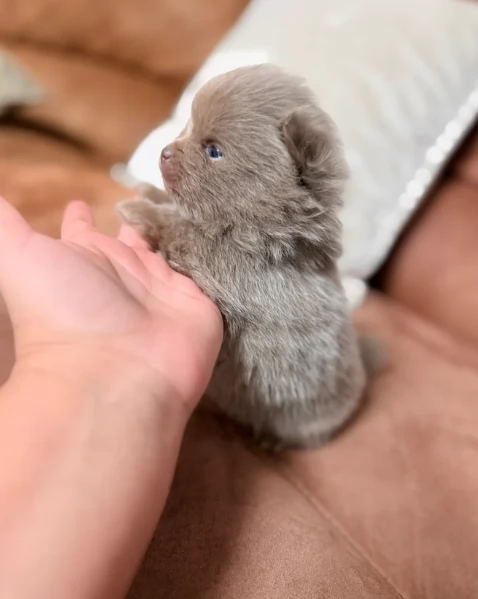 l'apice del tipo Pomerania Teddy Bear per adozione | Foto 0