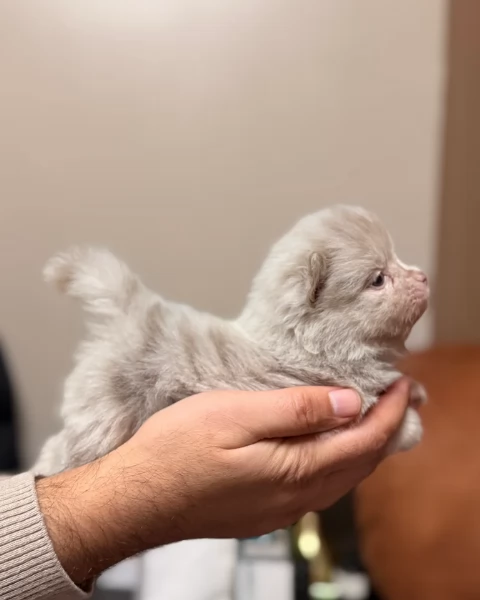 lapice del tipo Pomerania Teddy Bear per adozione | Foto 2