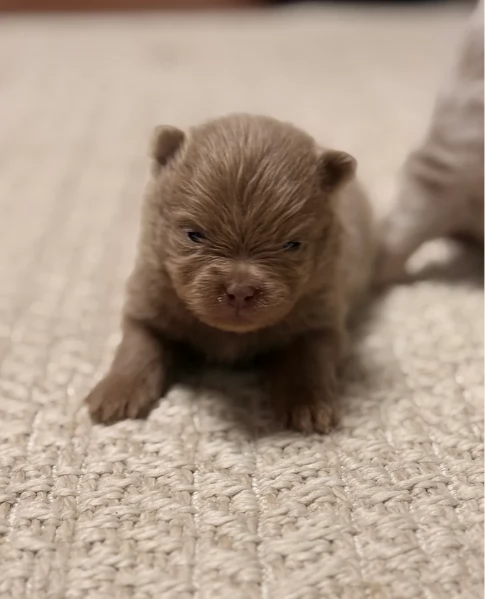 lapice del tipo Pomerania Teddy Bear per adozione | Foto 2
