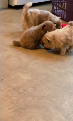 lapice del tipo Pomerania Teddy Bear per adozione