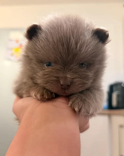 lapice del tipo Pomerania Teddy Bear per adozione | Foto 4