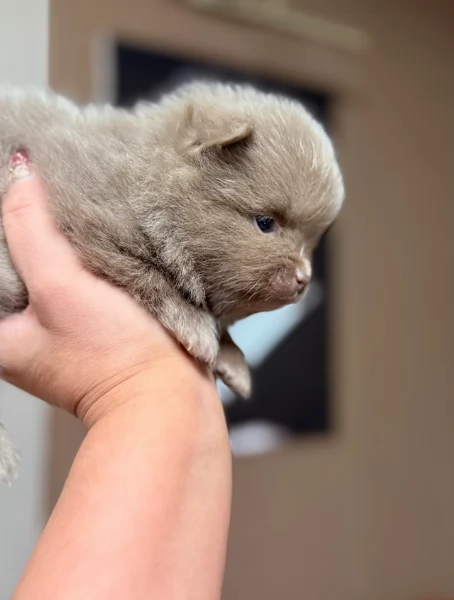 lapice del tipo Pomerania Teddy Bear per adozione | Foto 2