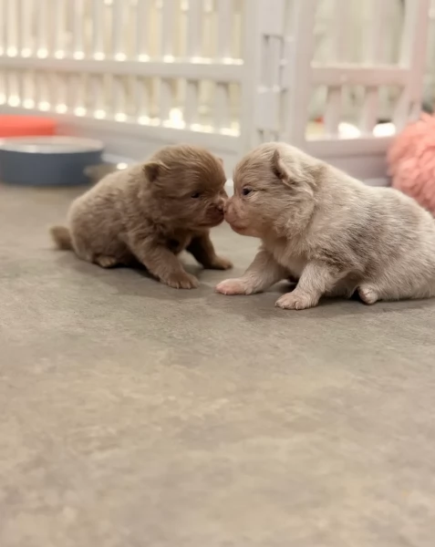 lapice del tipo Pomerania Teddy Bear per adozione | Foto 0