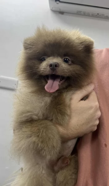 lapice del tipo Pomerania Teddy Bear per adozione