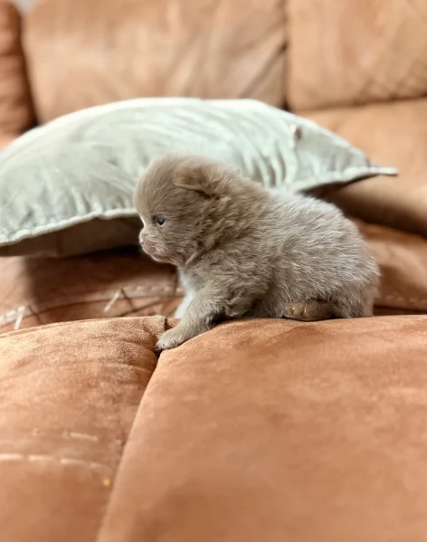 lapice del tipo Pomerania Teddy Bear per adozione | Foto 3