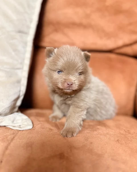 lapice del tipo Pomerania Teddy Bear per adozione
