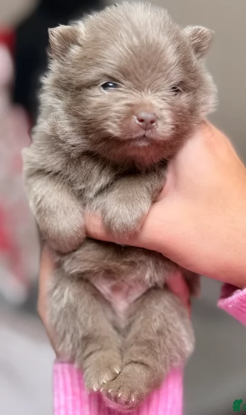 lapice del tipo Pomerania Teddy Bear per adozione | Foto 3