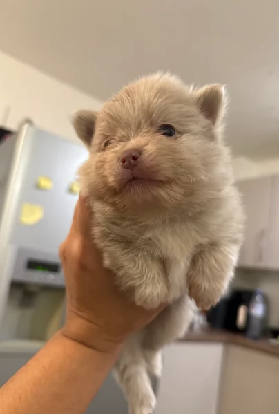 lapice del tipo Pomerania Teddy Bear per adozione | Foto 1