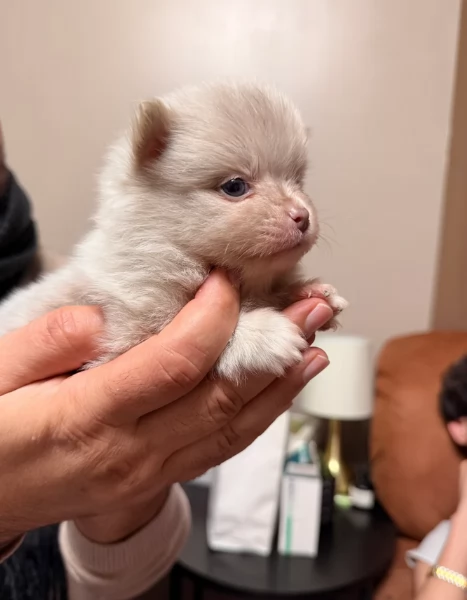 lapice del tipo Pomerania Teddy Bear per adozione | Foto 4