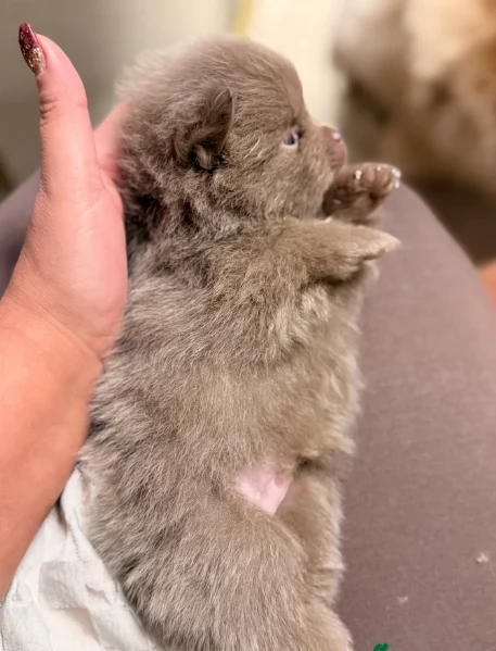 lapice del tipo Pomerania Teddy Bear per adozione