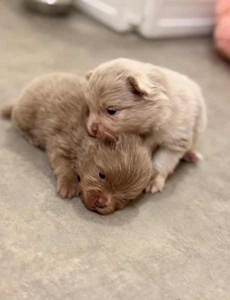 lapice del tipo Pomerania Teddy Bear per adozione