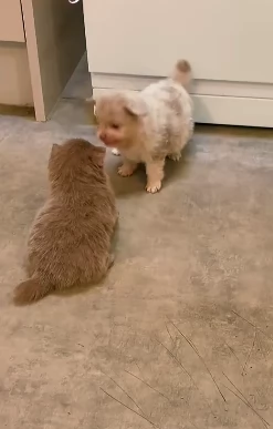 lapice del tipo Pomerania Teddy Bear per adozione | Foto 3