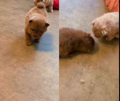 lapice del tipo Pomerania Teddy Bear per adozione