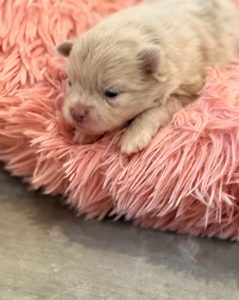 lapice del tipo Pomerania Teddy Bear per adozione | Foto 0