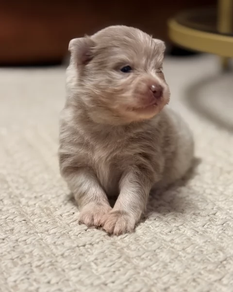 lapice del tipo Pomerania Teddy Bear per adozione | Foto 2