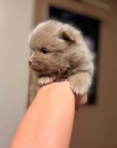 lapice del tipo Pomerania Teddy Bear per adozione | Foto 3