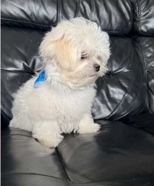 Cuccioli di Maltese mini toy di razza pura in adozione | Foto 0