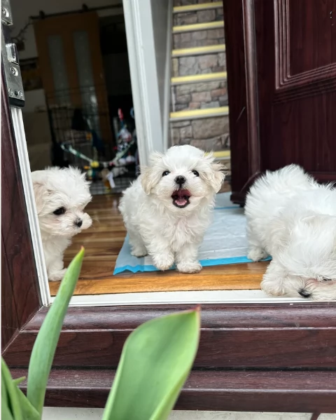 Cuccioli di Maltese mini toy di razza pura in adozione | Foto 0