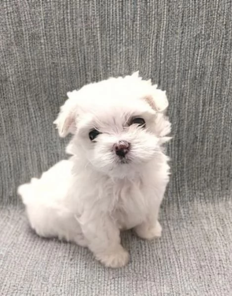 Cuccioli di Maltese mini toy di razza pura in adozione | Foto 3