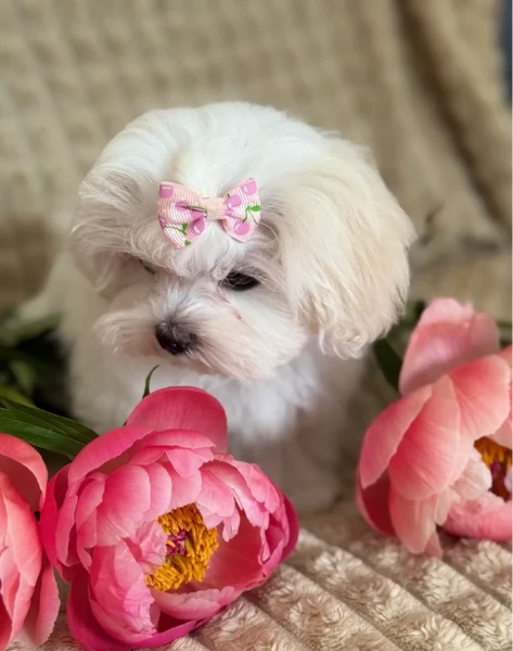 Cuccioli di Maltese mini toy di razza pura in adozione | Foto 4