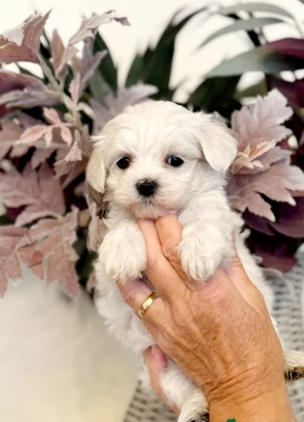 Cuccioli di Maltese mini toy di razza pura in adozione | Foto 2