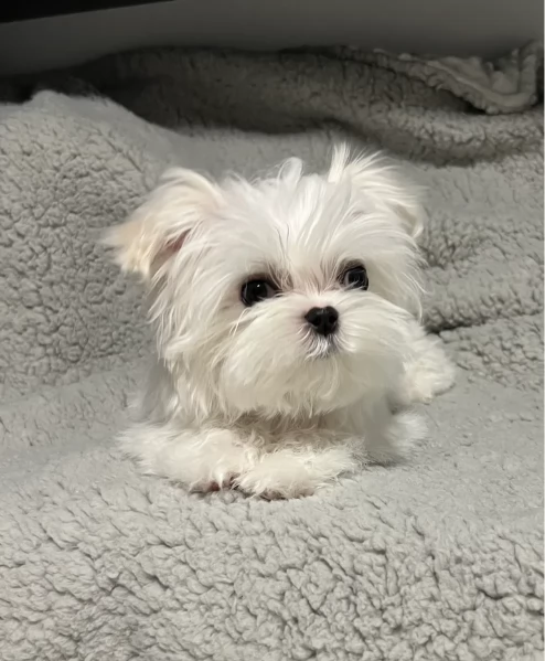 Cuccioli di Maltese mini toy di razza pura in adozione | Foto 3