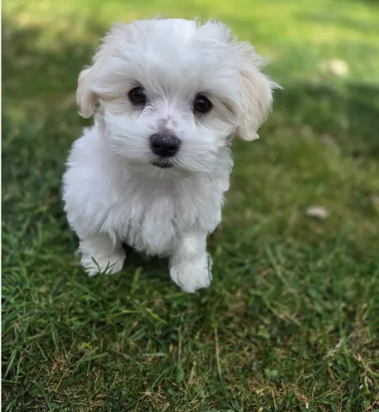 Cuccioli di Maltese mini toy di razza pura in adozione | Foto 2