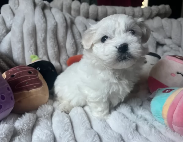 Cuccioli di Maltese mini toy di razza pura in adozione | Foto 5