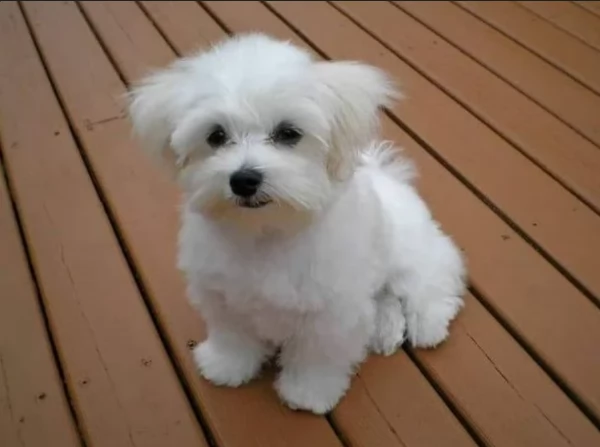 Cuccioli di Maltese mini toy di razza pura in adozione | Foto 4