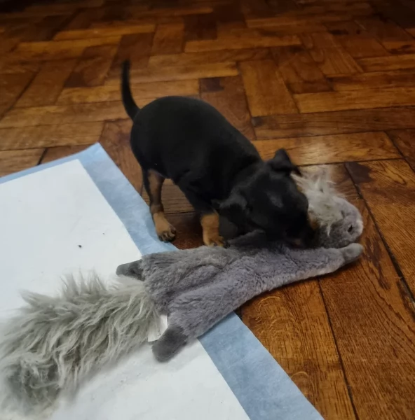 Cuccioli di pinscher di razza pura in adozione | Foto 3