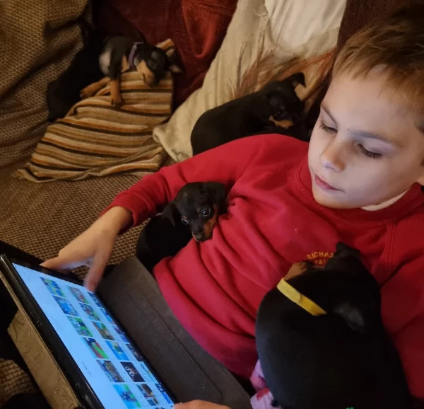 Cuccioli di pinscher di razza pura in adozione | Foto 0