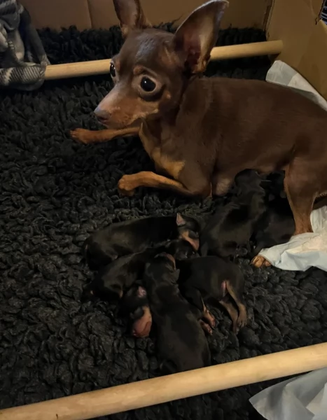 Cuccioli di pinscher di razza pura in adozione