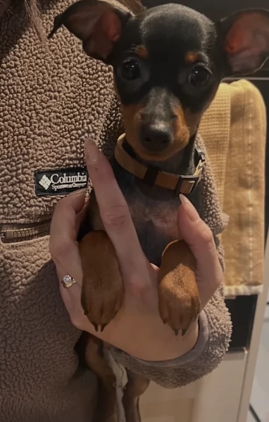 Cuccioli di pinscher di razza pura in adozione | Foto 3