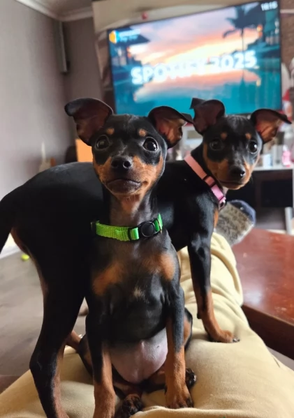 Cuccioli di pinscher di razza pura in adozione