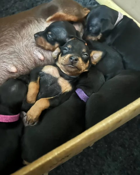 Cuccioli di pinscher di razza pura in adozione | Foto 1