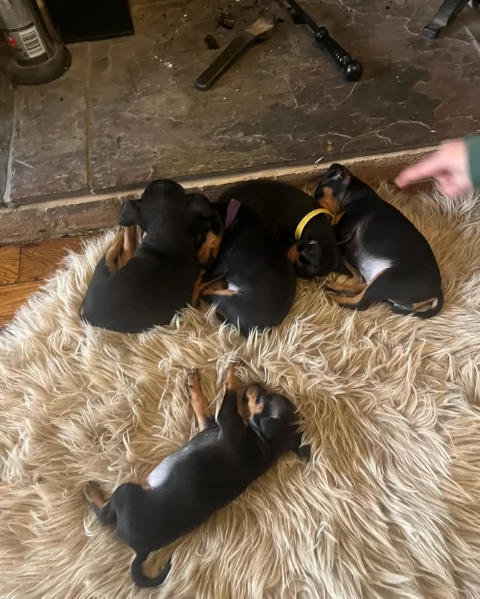 Cuccioli di pinscher di razza pura in adozione