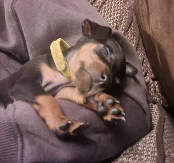 Cuccioli di pinscher di razza pura in adozione | Foto 6