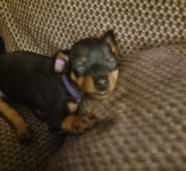 Cuccioli di pinscher di razza pura in adozione | Foto 4