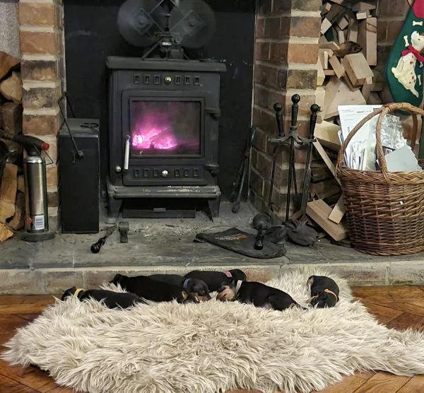 Cuccioli di pinscher di razza pura in adozione | Foto 1