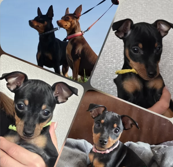 Cuccioli di pinscher di razza pura in adozione | Foto 1