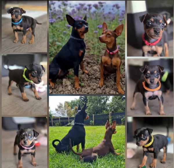 Cuccioli di pinscher di razza pura in adozione | Foto 5