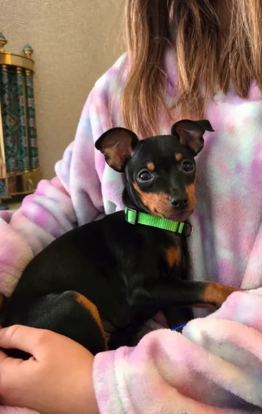 Cuccioli di pinscher di razza pura in adozione | Foto 4